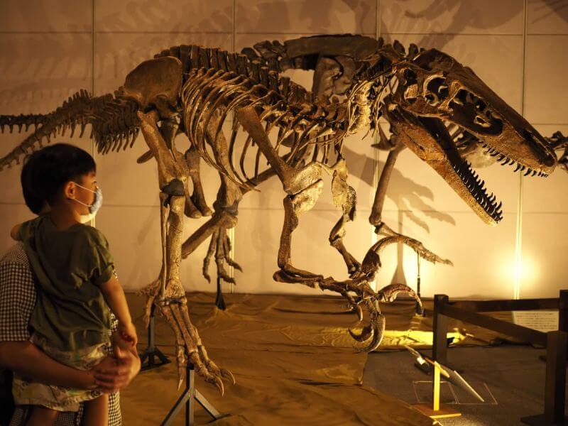 ティラノサウルス展の復元骨格展示